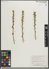 Foto von Salix myrtillifolia Anderson